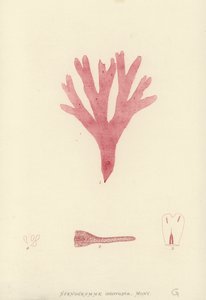 İngiliz Deniz Yosunu (doğa baskılı) by English School